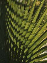 palm leaf Poster och Canvastavla