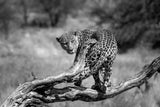 big cat Poster och Canvastavla