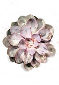 Succulent 01 Poster och Canvastavla
