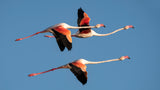 flight in Camargue Poster och Canvastavla