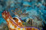Emperor Shrimp Poster och Canvastavla