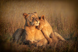 FELINE FAMILY Poster och Canvastavla
