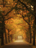 Autumn commute Poster och Canvastavla