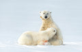 Milk time on ice Poster och Canvastavla