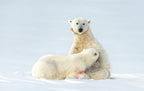 Milk time on ice Poster och Canvastavla