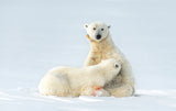 Milk time on ice Poster och Canvastavla