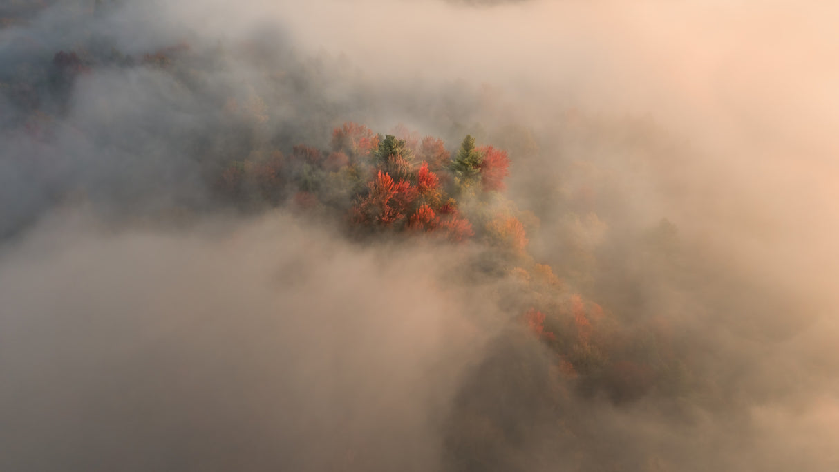 Foliage in the Fog Poster och Canvastavla