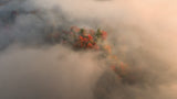 Foliage in the Fog Poster och Canvastavla