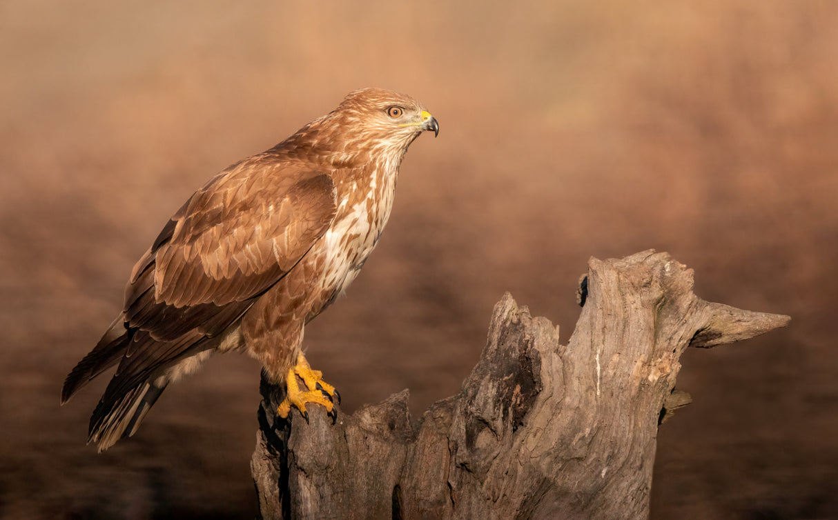 common Buzzard Poster och Canvastavla