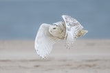 Snowy owl at beach Poster och Canvastavla