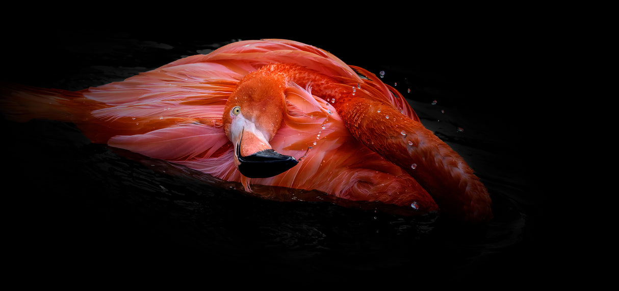 Scarlet Flamingo Poster och Canvastavla