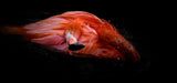 Scarlet Flamingo Poster och Canvastavla