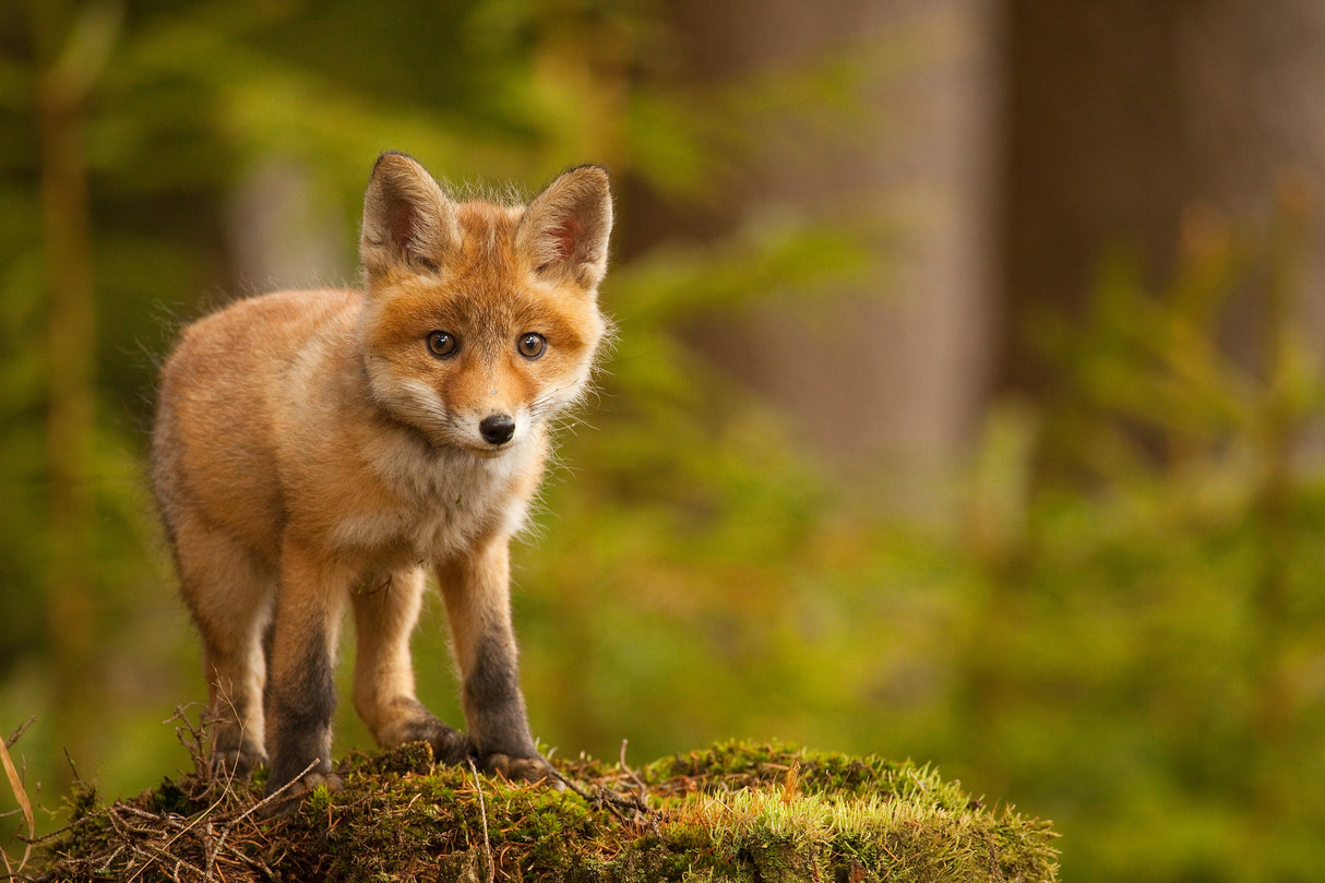 Fox Poster och Canvastavla
