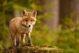Fox Poster och Canvastavla
