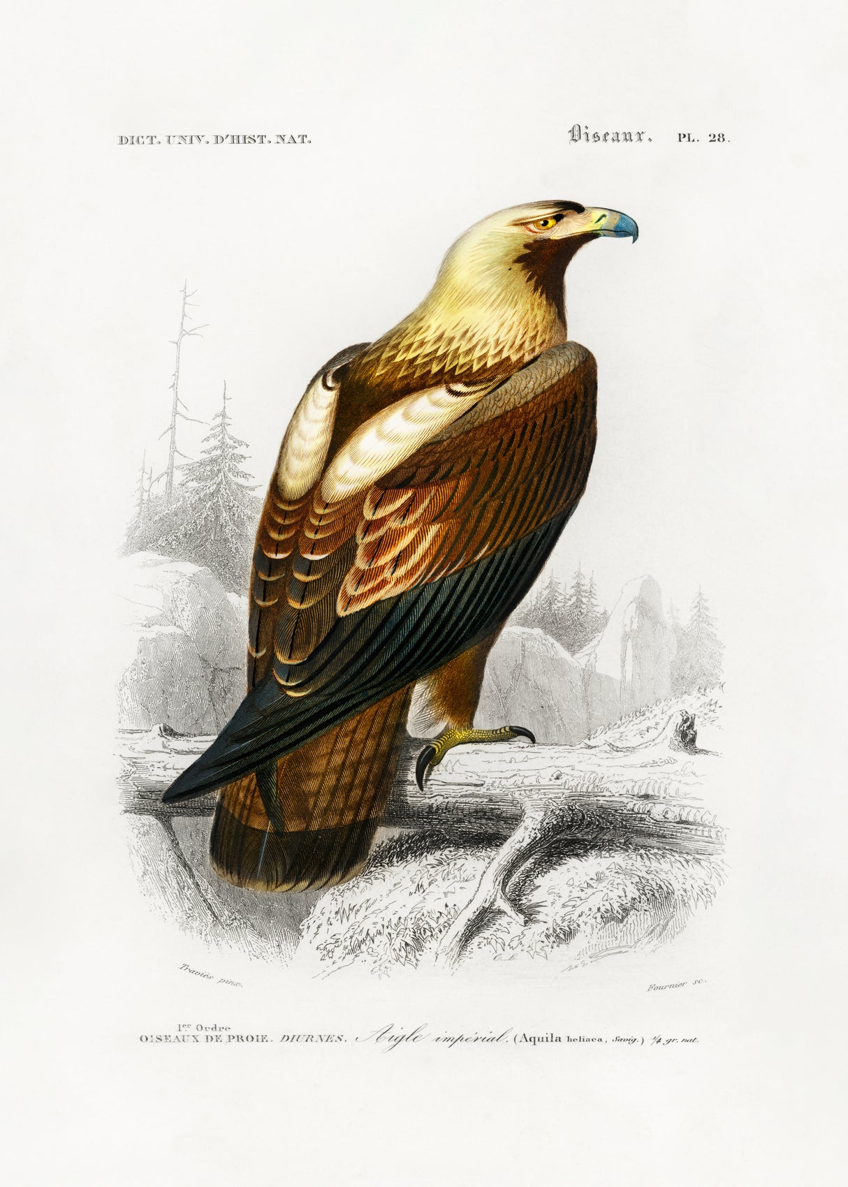 Eastern Imperial Eagle Poster och Canvastavla