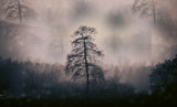 Mystic woods Poster och Canvastavla