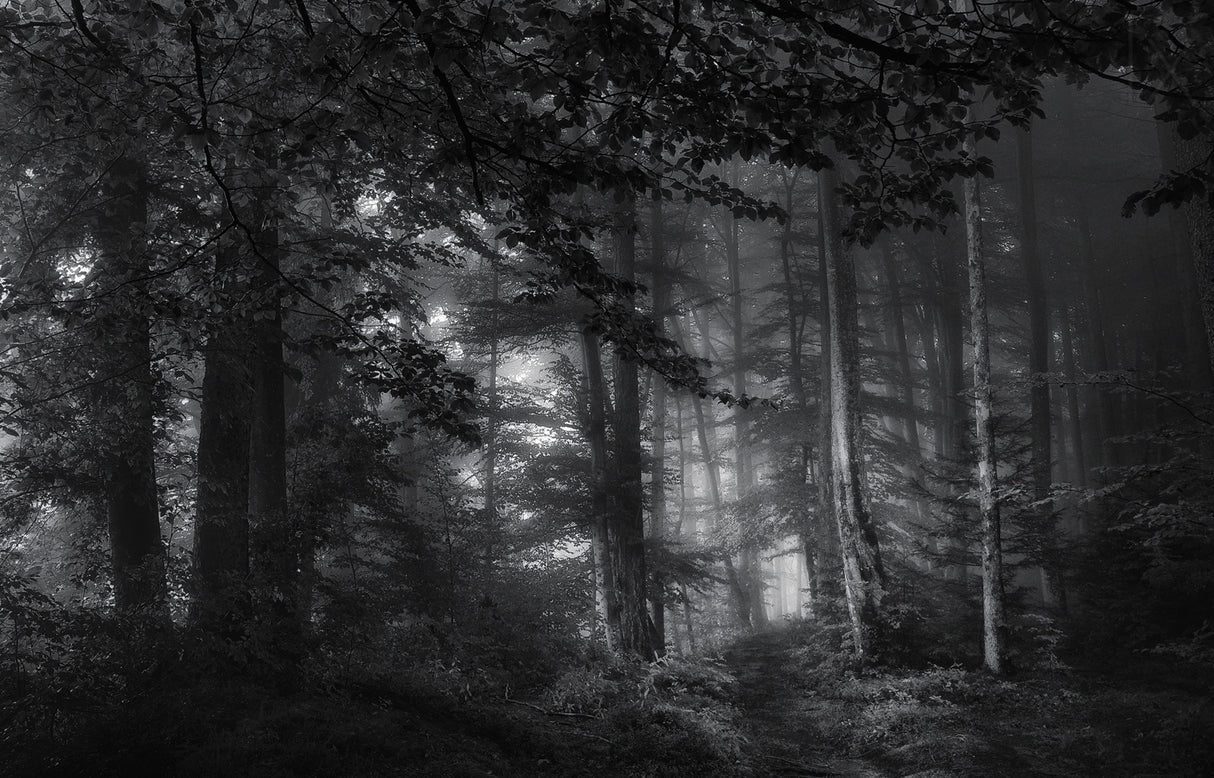 see into the trees Poster och Canvastavla