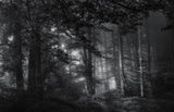 see into the trees Poster och Canvastavla
