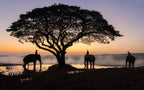 Elephants of Surin, Thailand Poster och Canvastavla