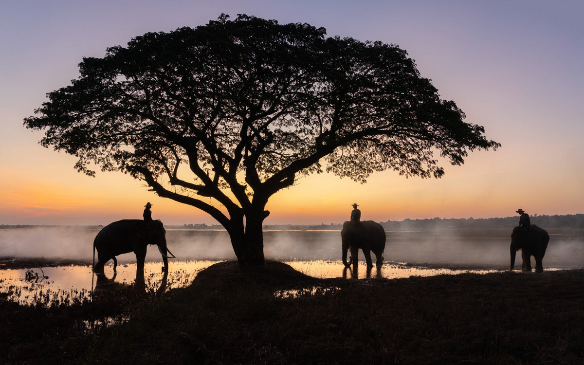 Elephants of Surin, Thailand Poster och Canvastavla