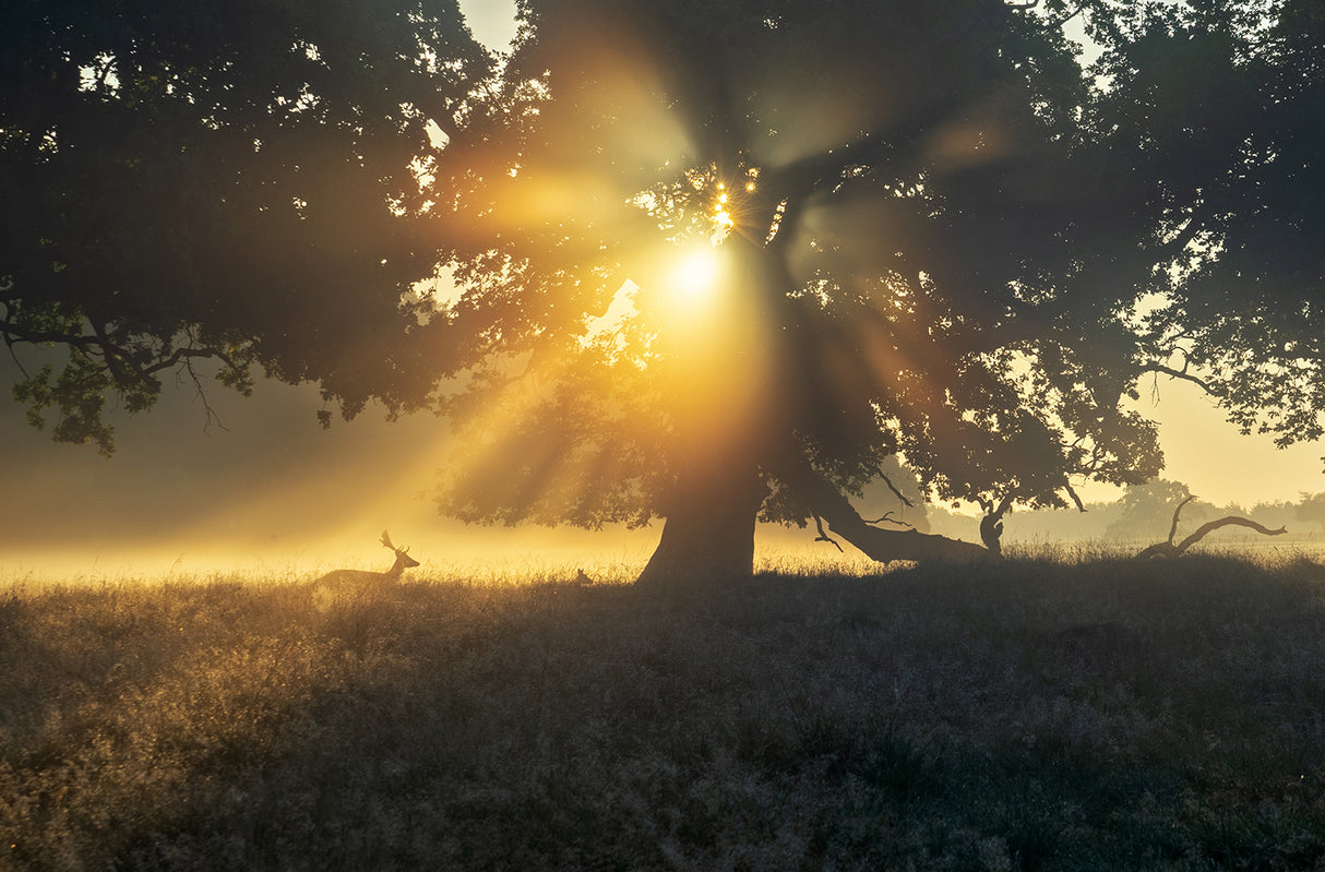 Under the tree Poster och Canvastavla