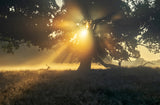 Under the tree Poster och Canvastavla