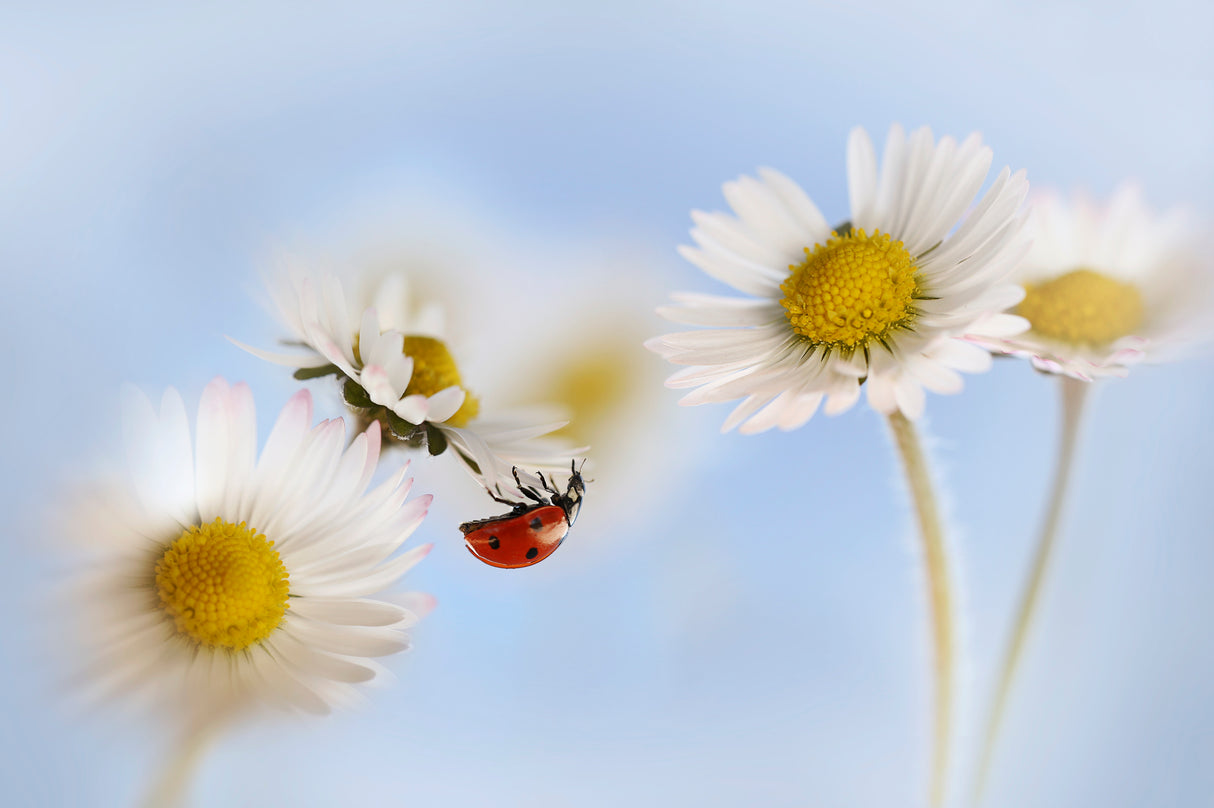 Ladybird and daisies Poster och Canvastavla
