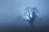 spooky morning Poster och Canvastavla