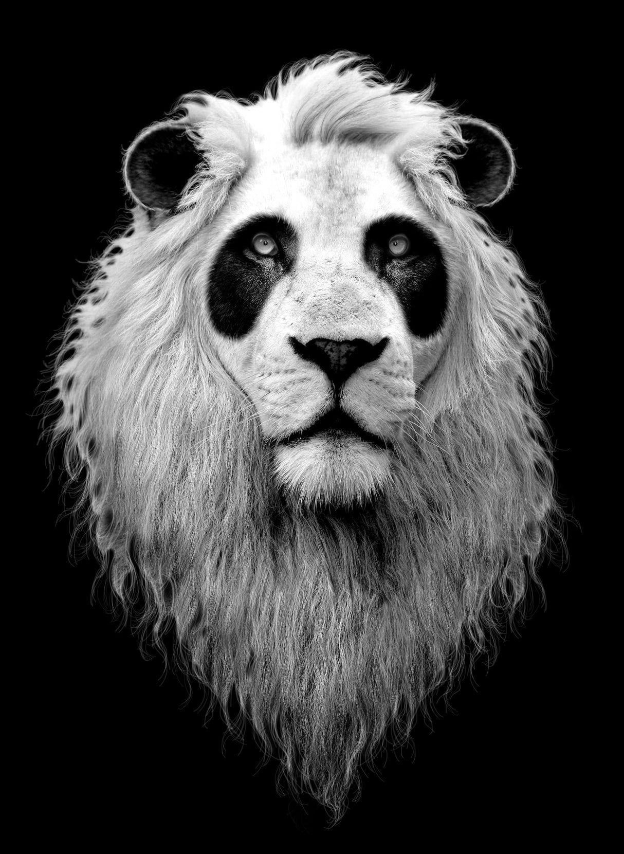 PANDALION Poster och Canvastavla