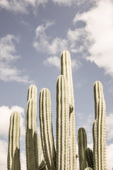 Desert Cathedral No2 Poster och Canvastavla