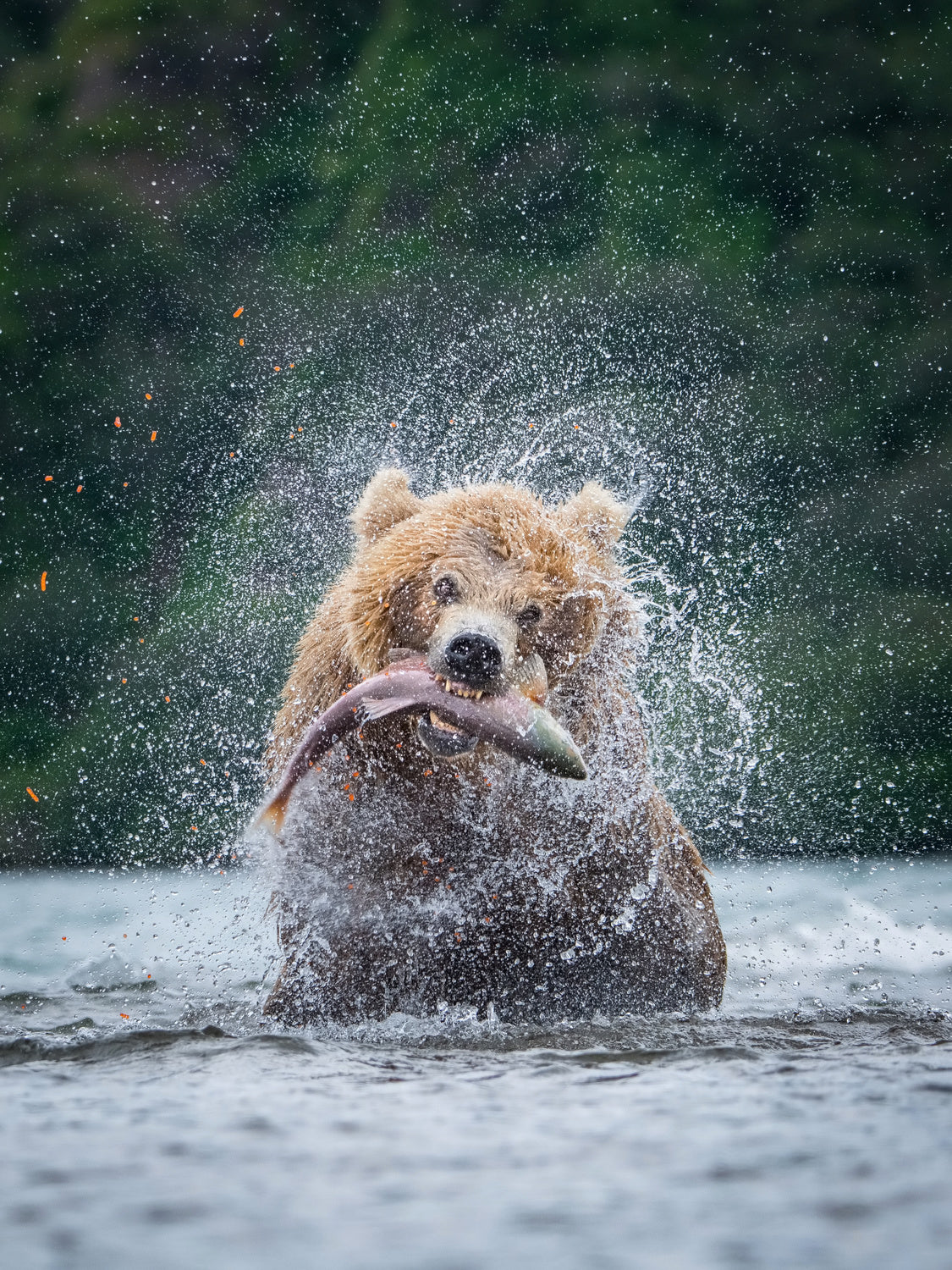 The Kamchatka brown bear, Ursus arctos Poster och Canvastavla