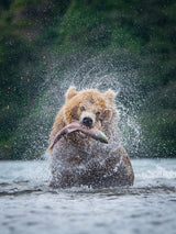 The Kamchatka brown bear, Ursus arctos Poster och Canvastavla