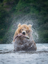 The Kamchatka brown bear, Ursus arctos Poster och Canvastavla