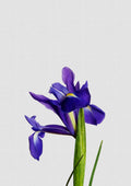 Iris Still Life Poster och Canvastavla