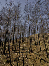 burnt trees in the forest Poster och Canvastavla