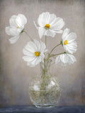 Simply Cosmos Poster och Canvastavla