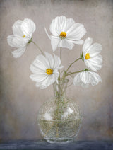 Simply Cosmos Poster och Canvastavla