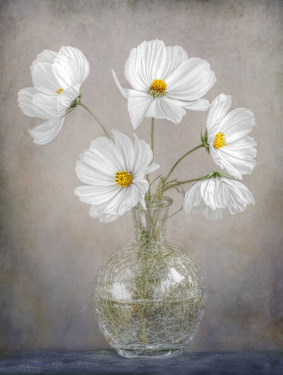 Simply Cosmos Poster och Canvastavla