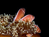 Skunk Anemonefish Poster och Canvastavla
