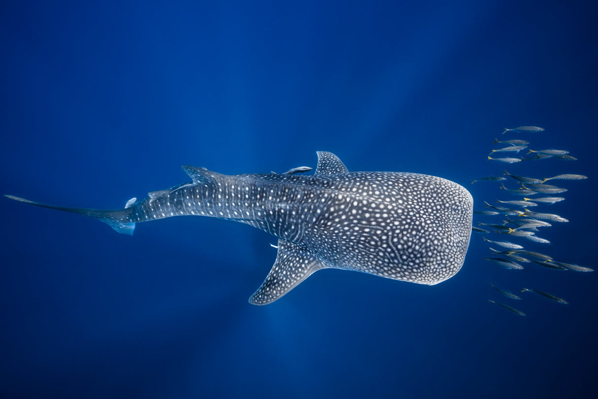 Whale shark and Tuna shoal Poster och Canvastavla