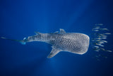 Whale shark and Tuna shoal Poster och Canvastavla