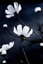 Wild Flowers 1 Poster och Canvastavla