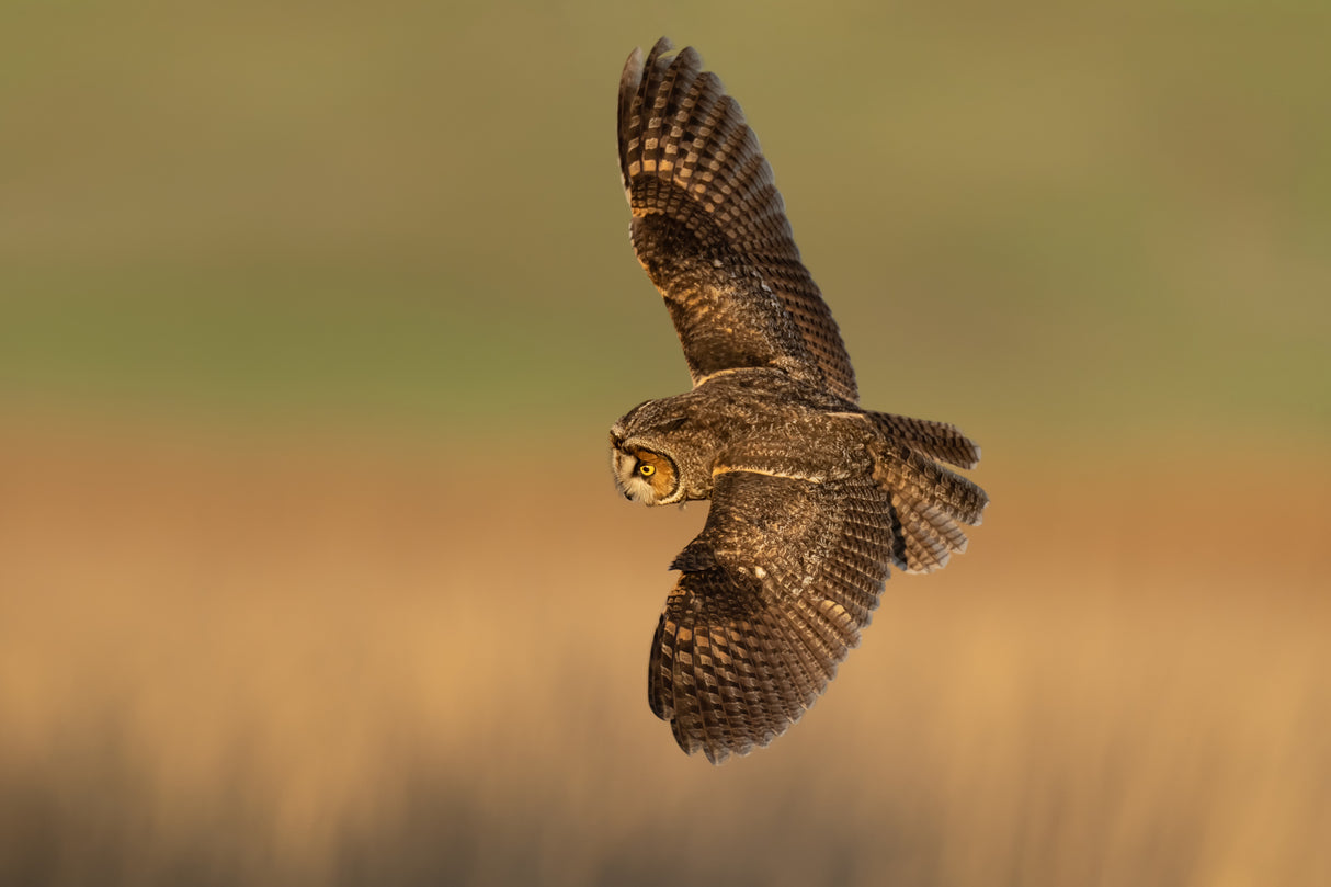 Long-eared owl Poster och Canvastavla