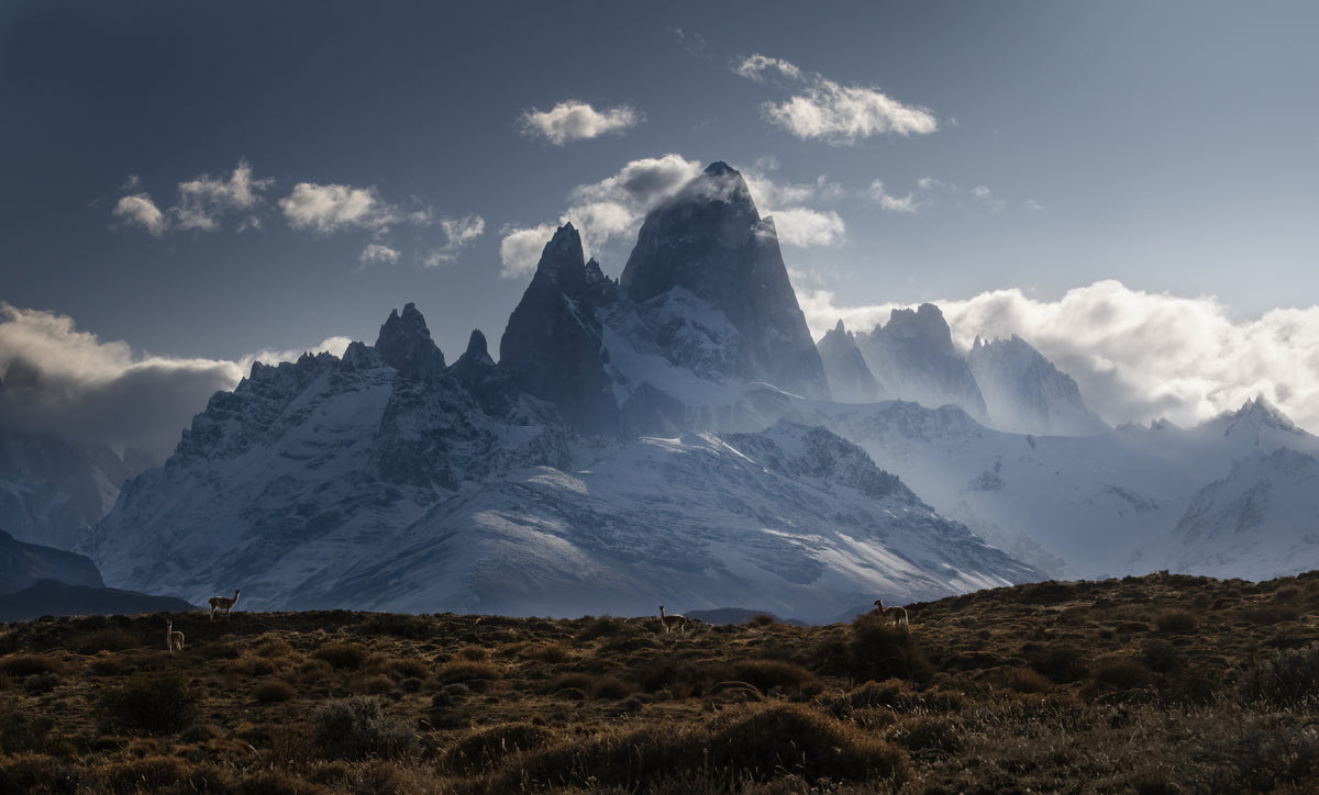 Guanacos' Homeland Poster och Canvastavla