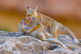 Fox family Poster och Canvastavla