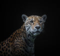 jaguar Poster och Canvastavla