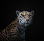 jaguar Poster och Canvastavla