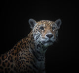 jaguar Poster och Canvastavla