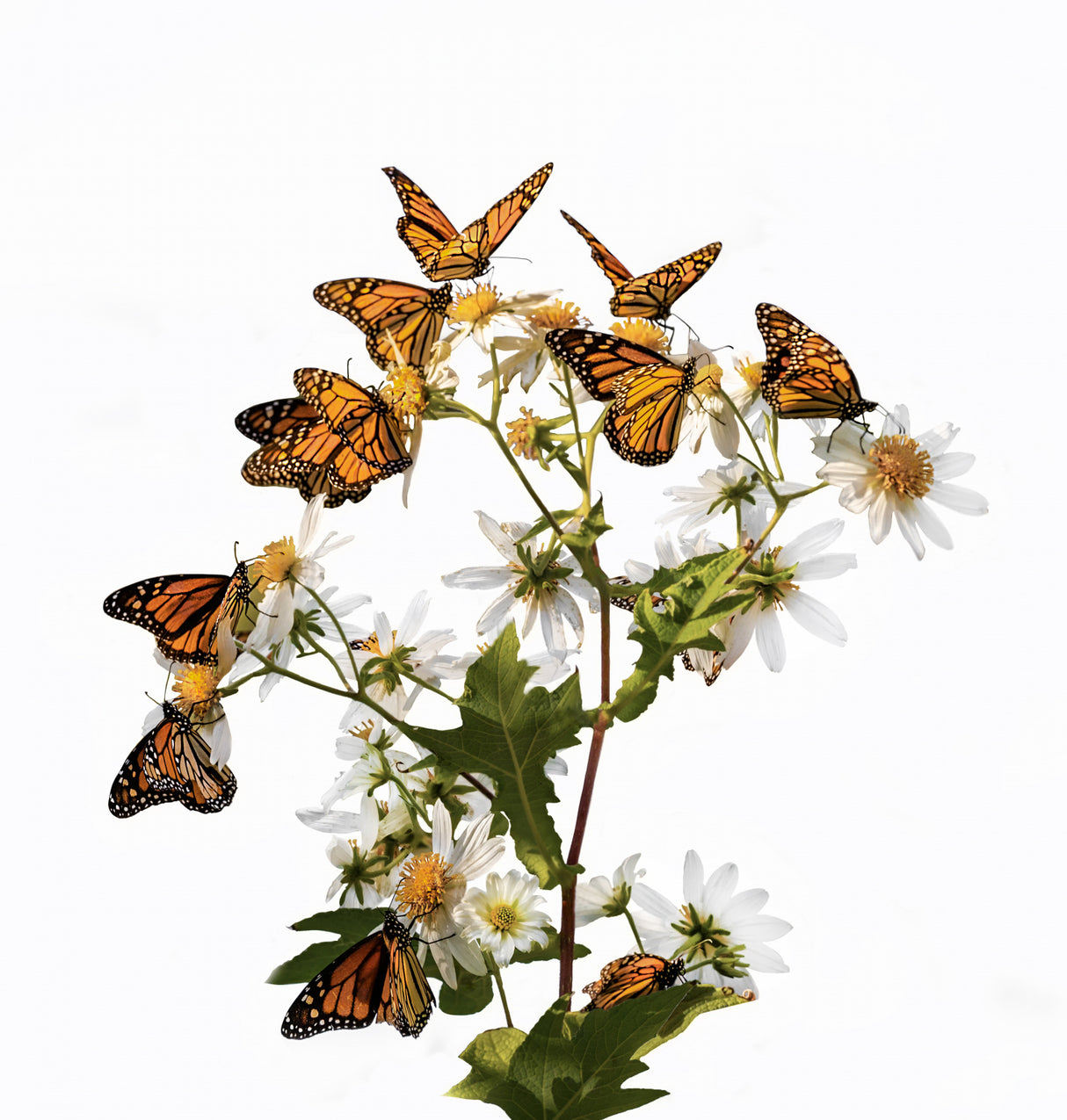 The Dream of Butterflies Poster och Canvastavla