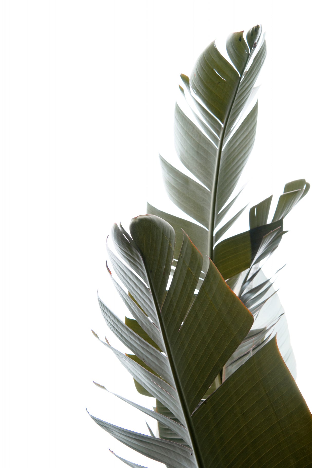 Travellers Palm Leaves Photo 05 Poster och Canvastavla